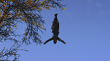Assassin's Creed Shadows Acrobatics: Trophy Guide