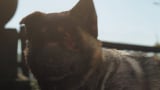 Assassin's Creed Shadows - How to Complete Thrown To The Dogs DLC Quest