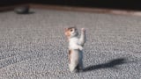 Everybody Benefits Trophy Assassin's Creed Shadows - How to Adopt a Pet