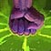 Intermission (Ilyssa 100 energy) Mechanic Icon