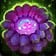 Bursting Pustules Mechanic Icon