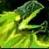 Frenzied Feltalon Icon