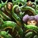 Feral Druid Mass Entanglement Talent