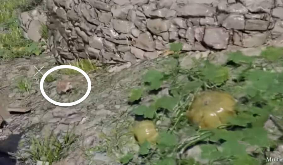 golden apple hedgehog