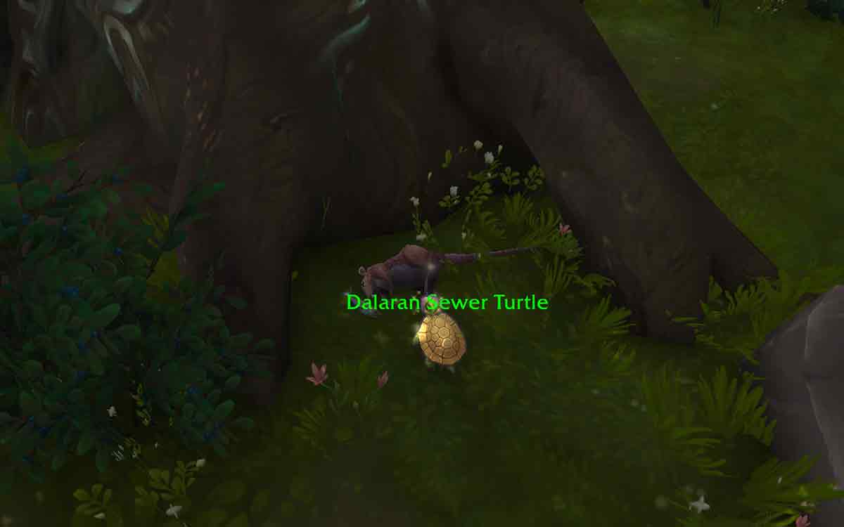 dalaran sewer turtle and rat
