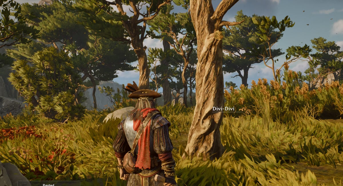 windrose all foothill resources divi divi trees