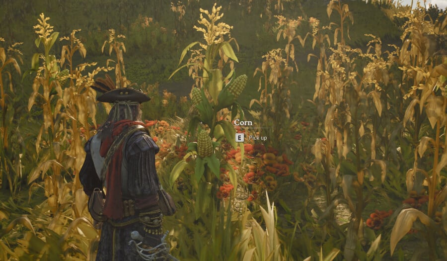 windrose foothills resources corn