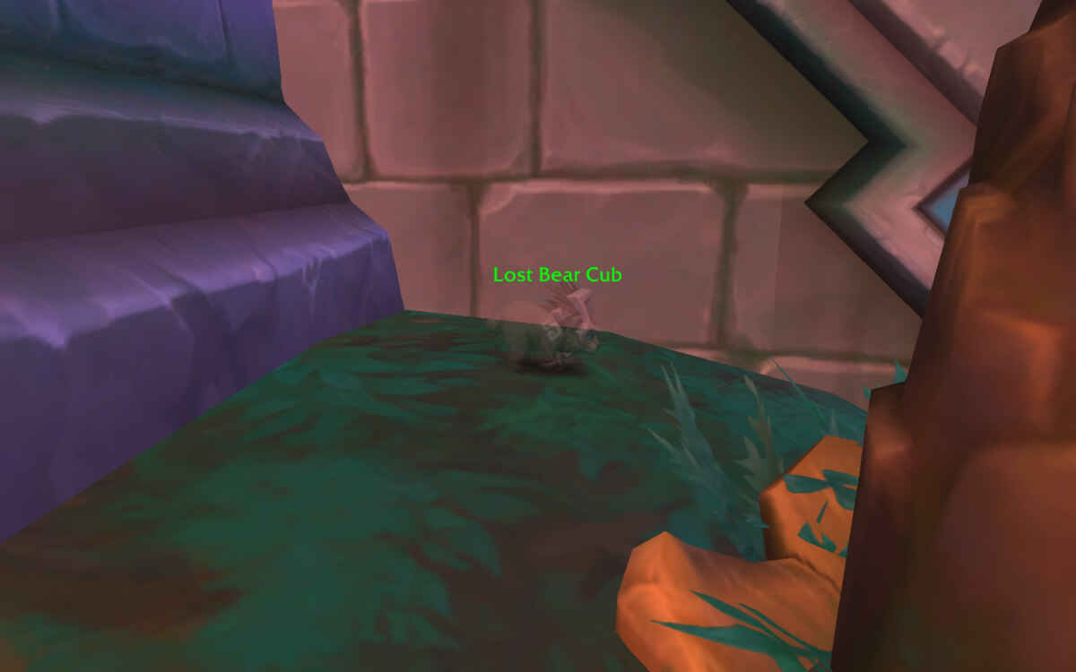 lost bear cub location