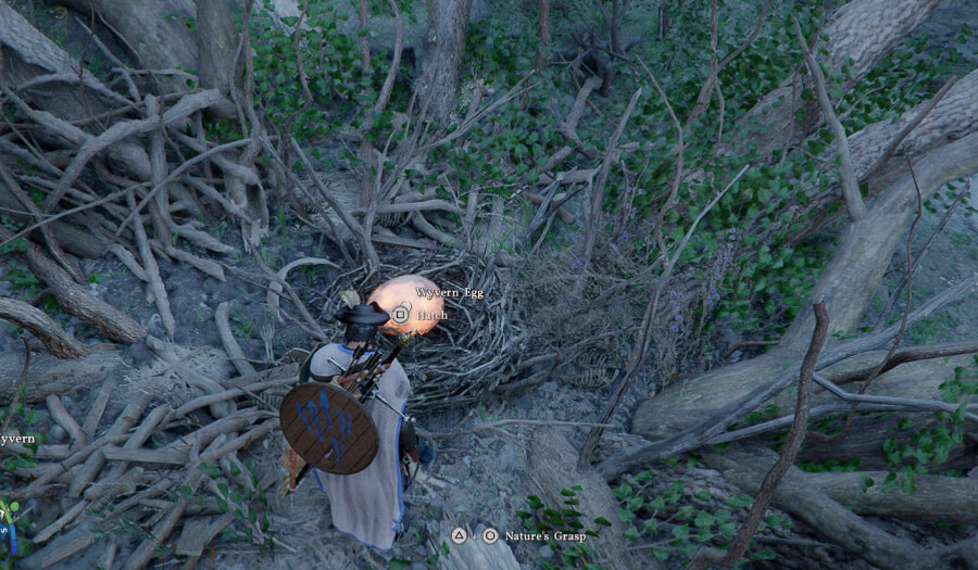 baby wyvern pet hatch